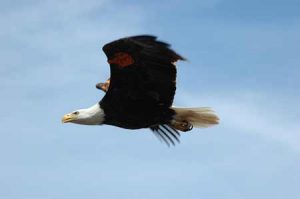 Bald Eagle In Flight | Pixabay Image