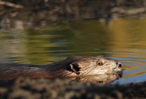 Beaver Swimming | PIxabay