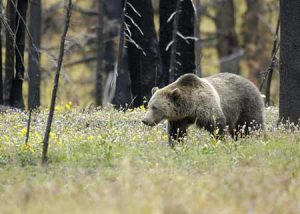 Grizzly in The Forest | Pixabay