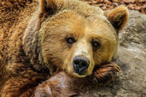 grizzly bear | Pixabay