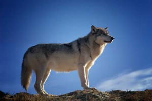 Lone Wolf Skyline Pixabay
