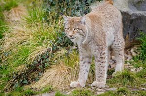 Lynx | Pixabay Image