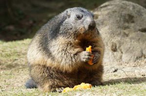 marmot | Pixabay