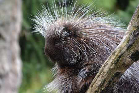Porcupine | Pixabay Image