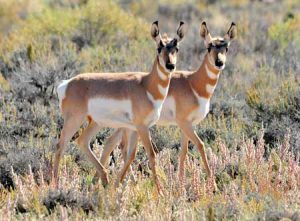 Two Pronghorn Fawns | Pixabay Image