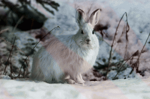 Snowshoe Hare | Pixabay