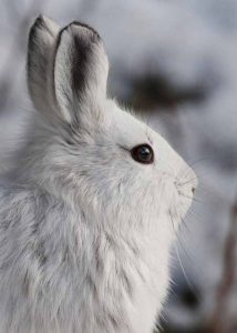 Snowshoe Hare Profile | Pixabay