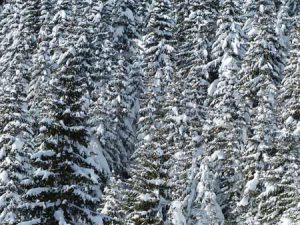 Snow Covered Forest | Pixabay Image