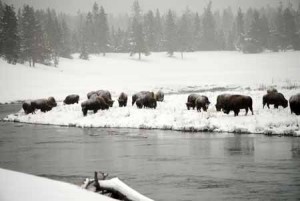 WIld Bison Along River In Yellowstone National Park