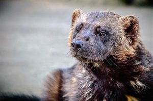 Wolverine | Pixabay Image