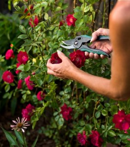 Pruning Roses