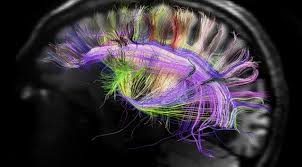 Nerves in the Brain