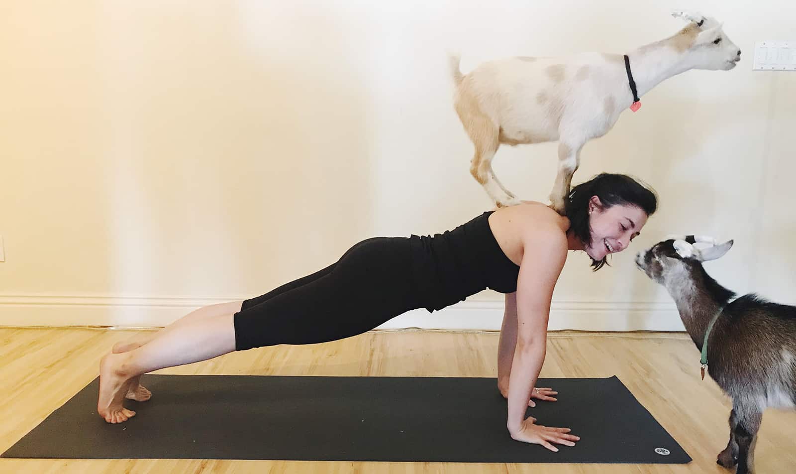 Laughing Frog Yoga Offers a Goat Yoga Class