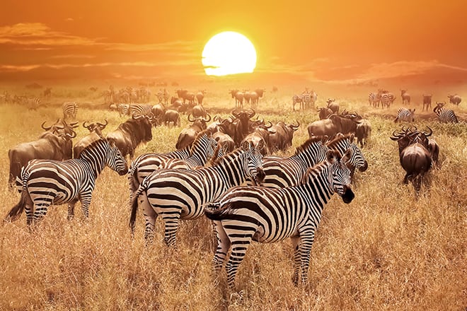 Vegans-and-Vegetarians-are-Getting-More-Options-When-They-Travel-zebra-on-safari-in-tanzania