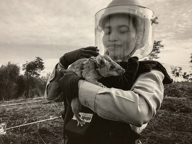 These-HeroRATS-Help-Save-Cambodians-by-Detecting-Landmines-APOPO-1