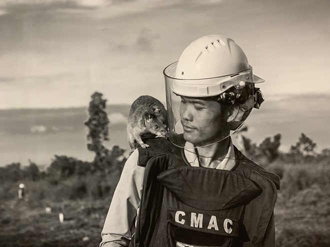 These-HeroRATS-Help-Save-Cambodians-by-Detecting-Landmines-APOPO-2