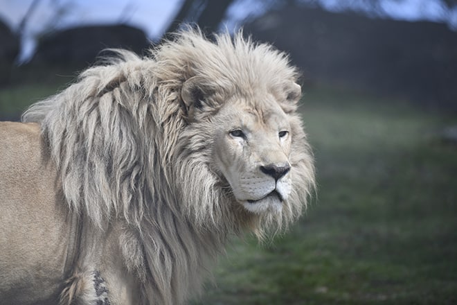 Louie_lion_002_Kathleen Reeder