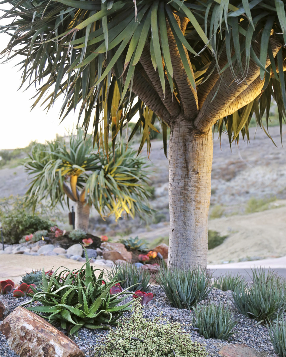 Succulent garden with boulders and crushed rock