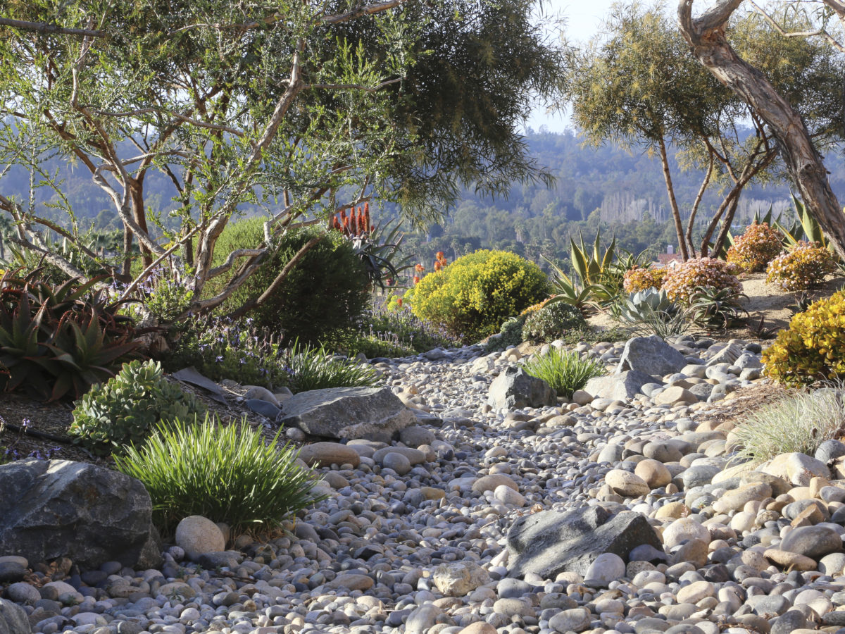 Large succulent garden with boulders and rocks