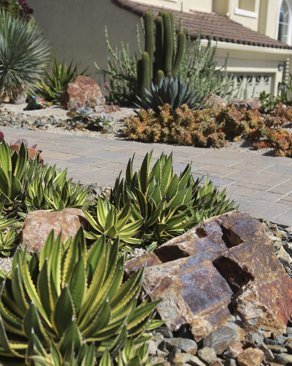 Succulent garden with brown boulders