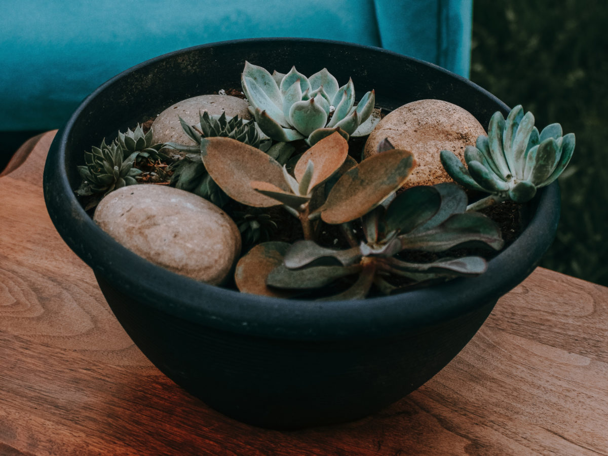 Mexican beach pebble mixed rock in succulent pot