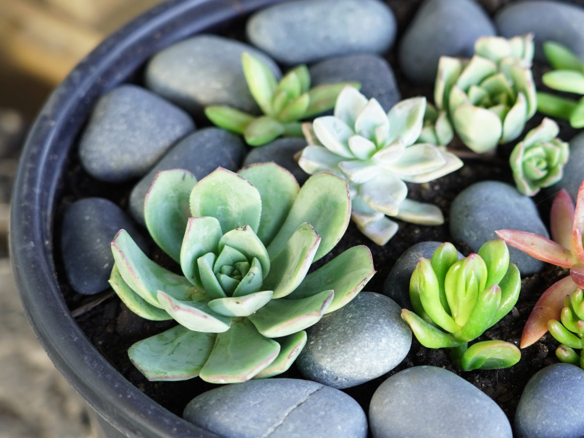 Black Mexican beach pebble rock in succulent pot